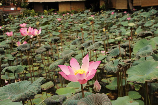 周公解梦与彩票号码